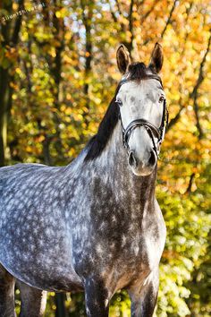 a gray and black horse standing in front of trees with orange leaves on the ground