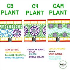 the diagram shows different types of plants and how they can be used to make them