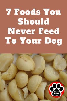 the words 7 foods you should never feed to your dog on top of a pile of food