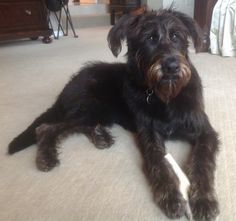 a black dog laying on the floor with a white object in it's mouth