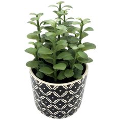 a potted plant with green leaves is shown on a white background and black and white pattern