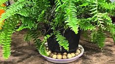 a potted plant sitting on top of a wooden table next to other pots filled with plants