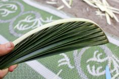 a person is holding an open leaf on a green and white rug with other items in the background