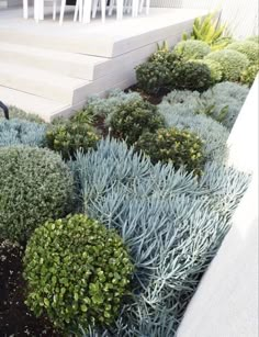 a garden with blue plants and white chairs