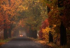 an empty road surrounded by trees in the fall