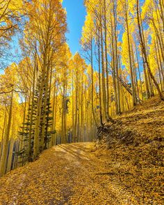 a dirt road surrounded by tall yellow trees