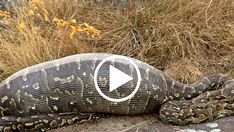 a large snake that is laying down on the ground