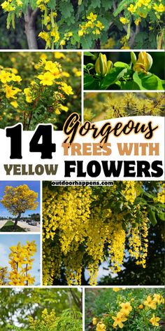 Want to brighten up your garden? Discover 14 stunning trees with yellow flowers that will add a burst of sunshine to your landscape, from small yellow flowering trees to majestic giants. Explore these gorgeous options and find the perfect yellow flowering tree for your space. Save this pin to keep your garden glowing with beautiful yellow flowers! Tree With Yellow Flowers, Kousa Dogwood Tree, Golden Chain Tree, Purple Flowering Tree, Buckeye Tree, Golden Rain Tree, Beautiful Yellow Flowers, Backyard Garden Diy, Flowering Bushes