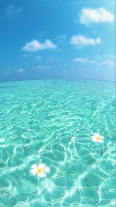 two white flowers floating in the ocean on clear blue water under a partly cloudy sky