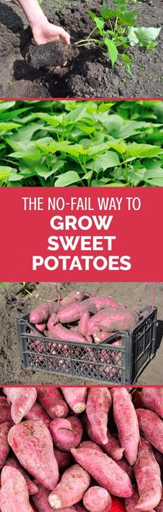 the no fail way to grow sweet potatoes