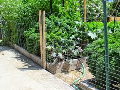 an outdoor garden with various vegetables growing in the planter boxes and fenced off area