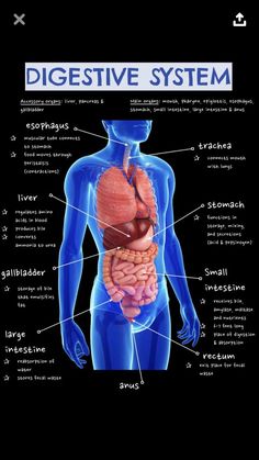 an image of the human digest system with labels on each side and labeled in blue