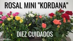 several different colored roses in pots with the words rosal mini kordana '