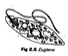 an image of a diagram of a cell phone