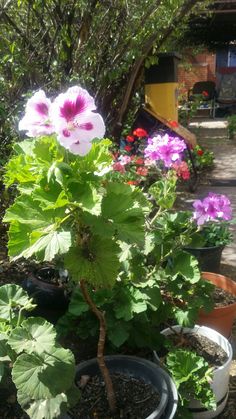 several potted plants with pink and purple flowers