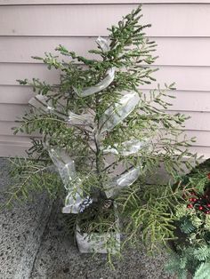 a small evergreen tree is wrapped in clear cellophane and placed next to other evergreens