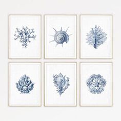 four blue and white sea life prints on a wall