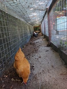 an orange chicken in a caged area with dirt and grass on the ground next to it