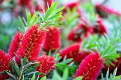 red flowers with green leaves in the foreground