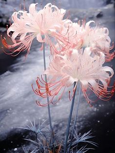 some pink flowers are in a pot on the side of the road with snow around them