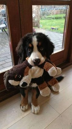 a dog holding onto two stuffed animals in front of a window with the word mio written on it