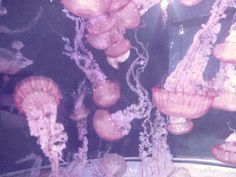 jellyfish swimming in an aquarium tank with water droplets on the bottom, and pink tentacles above them