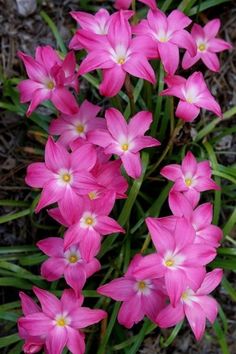 pink flowers are blooming in the grass