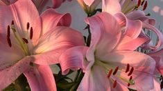 some pink flowers are in a vase on the table