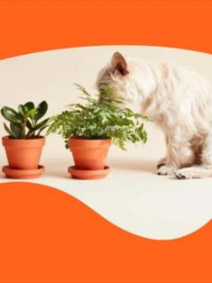 Pets and indoor plants can both bring a lot of joy into a home, though the two don’t always mix. A lot of popular houseplants like weeping fig trees and ZZ plants are toxic to animals, meaning you probably don’t want to welcome one into your home if you have a furry friend. Animals Meaning, Zz Plants, Cat Safe Plants, Weeping Fig, Fig Trees, Zz Plant, Cats And Dogs, For Cats, Indoor Plants