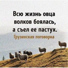 there are many sheep standing on the hill