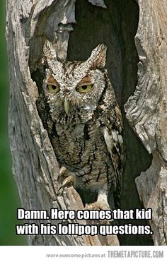 Here comes that kid again… Tootsie Pop, Laughing So Hard, Funny Cute, Make Me Smile, Funny Animals, Funny Pictures