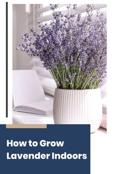 lavender flowers in a white vase with the words how to grow lavender indoors