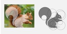 an image of a squirrel with circles around it's body and on its back