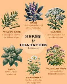 Headache, anemia, decreased hemoglobin, ulcers. These are just a few of the negative side effects of OTC pain relievers. If you want a more natural approach to easing stubborn headaches, consider these different herbs and feel as nature intended! Have you tried any of these? What else has worked for you? Natural Headache Reliever, Herbs For Headaches, Natural Headache, Herbal Medicine Recipes, Natural Pain Relievers, Medicinal Herbs Garden, Herbal Plants, Herbal Magic