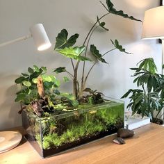 an aquarium filled with plants and rocks on top of a wooden table next to a lamp