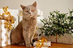 a cat sitting on the floor next to presents