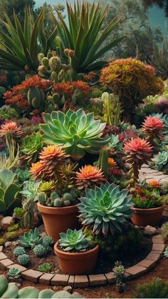 many different types of succulents in pots