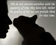 a woman and a cat in silhouette with a quote from the book we do not concern ourselves with the quantity of time they have left, rather than the quality of life can provide them for