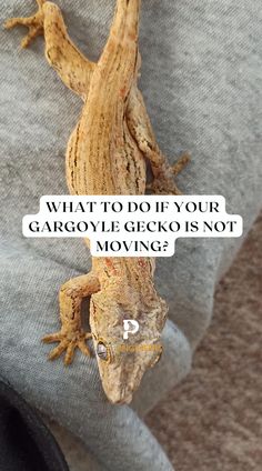 a gecko sitting on the back of someone's arm with text over it that reads, what to do if your gargoyle gecko is not moving?