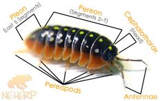 an image of a caterpillar with labels on it