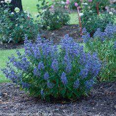 blue flowers are in the middle of a garden