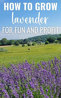 lavender flowers in a field with the words how to grow lavender for fun and profits