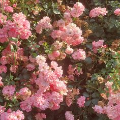 pink flowers are blooming in the garden