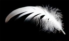 a white feather on a black background