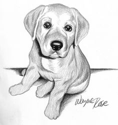 a pencil drawing of a dog laying down