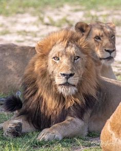 two lions laying down in the grass with one looking at the camera while another looks on