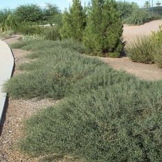 the road is lined with green bushes and gravel, along with other plants on either side