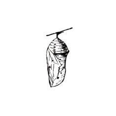 a black and white drawing of a butterfly's wing hanging from a twig