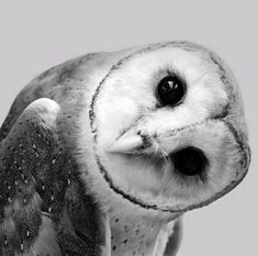 black and white photograph of an owl looking at the camera