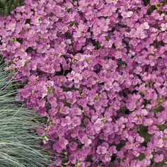 purple flowers are blooming in the garden